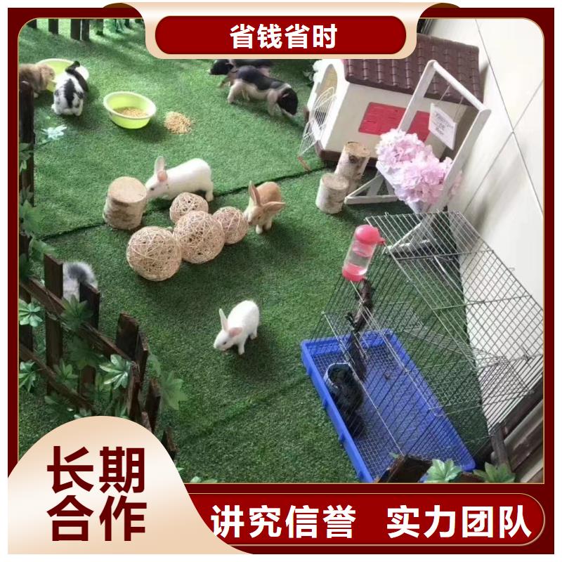 馬戲團/羊駝,景區(qū)雜技表演技術(shù)成熟