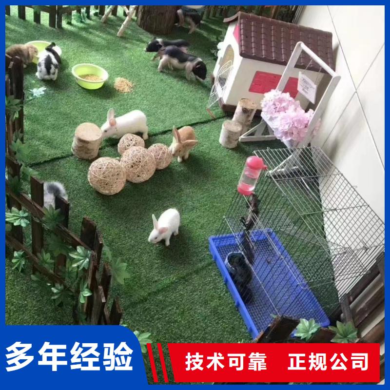 马戏团/羊驼海狮表演出租价格美丽