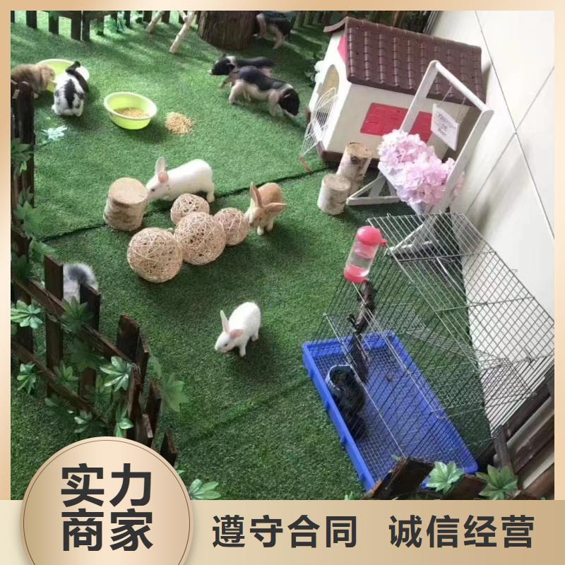 馬戲團/羊駝 出租表演鸚鵡誠信放心