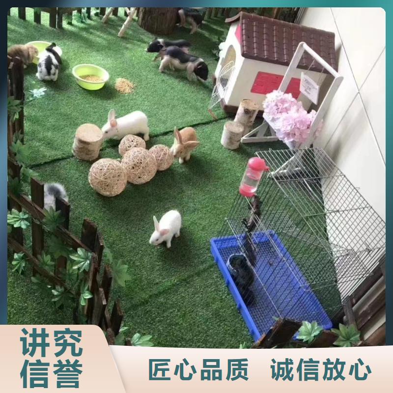 【馬戲團/羊駝】馬戲團表演講究信譽