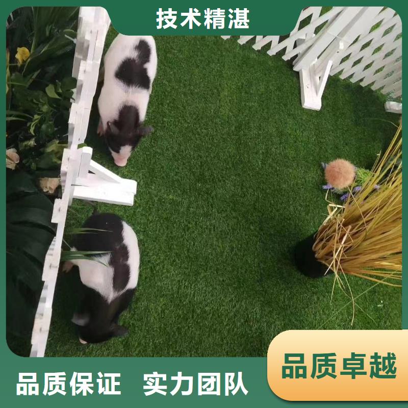 馬戲團/羊駝草泥馬羊駝租賃知名公司