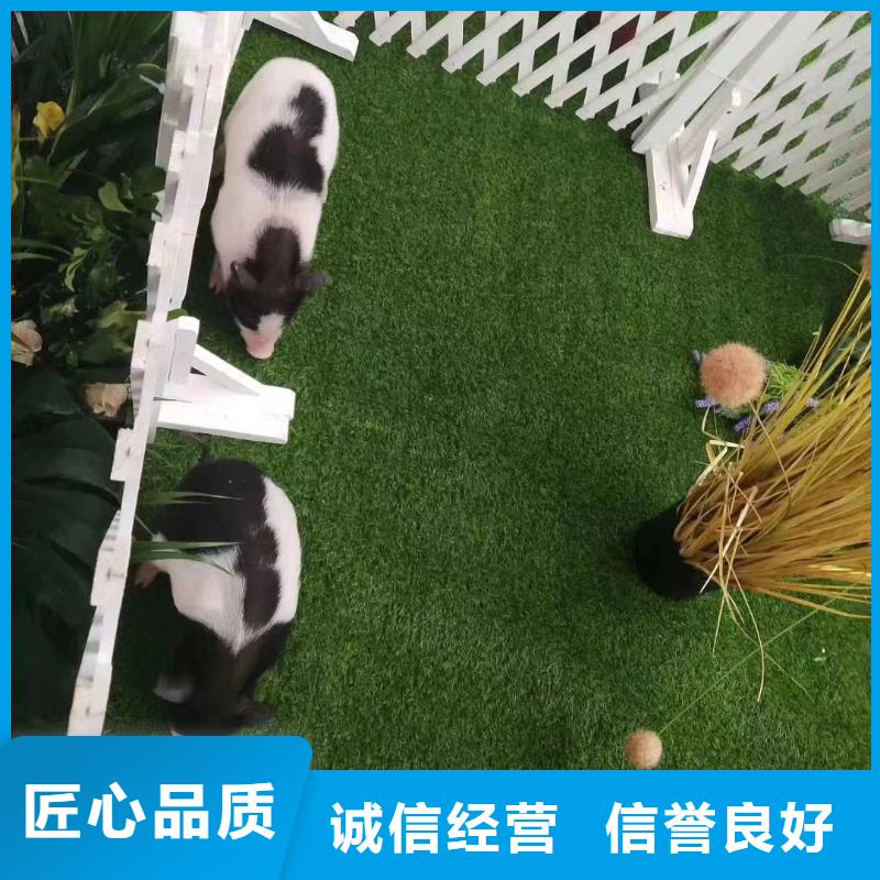 馬戲團(tuán)/羊駝,動(dòng)物雜技表演服務(wù)周到