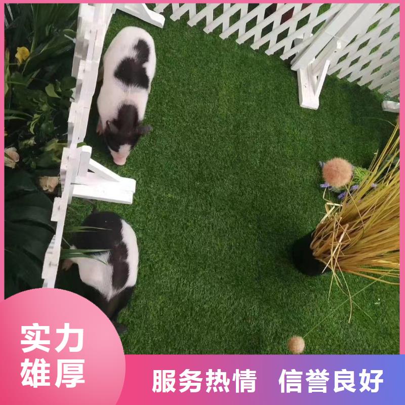 马戏团/羊驼【马戏团表演出租】匠心品质