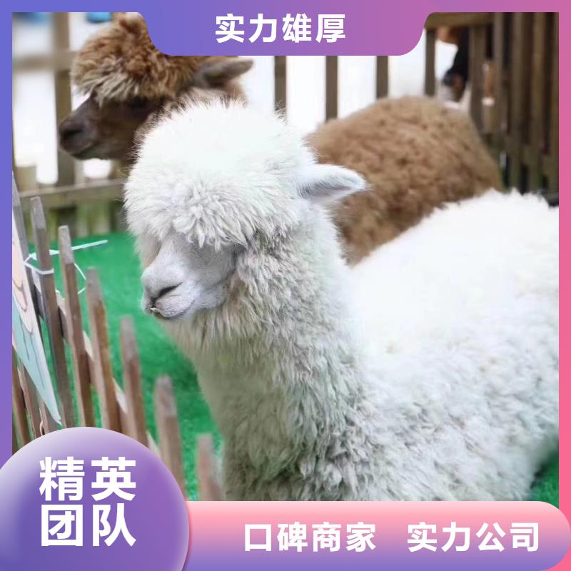 馬戲團(tuán)/羊駝,馬戲團(tuán)表演快速