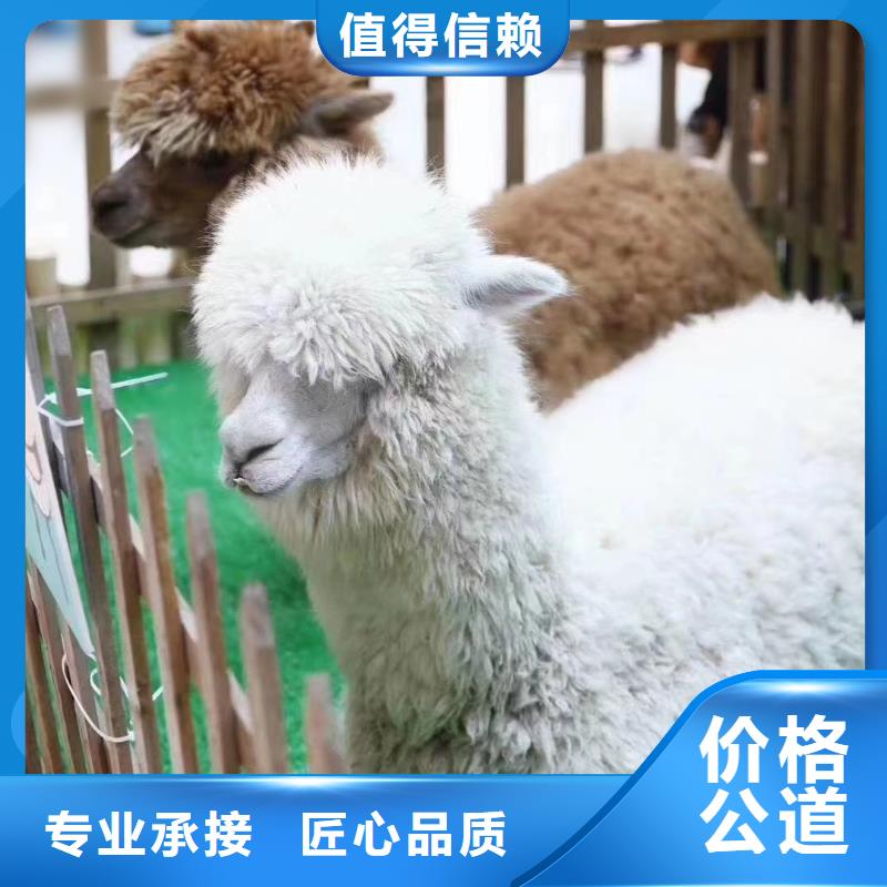 馬戲團(tuán)/羊駝草泥馬羊駝租賃承接
