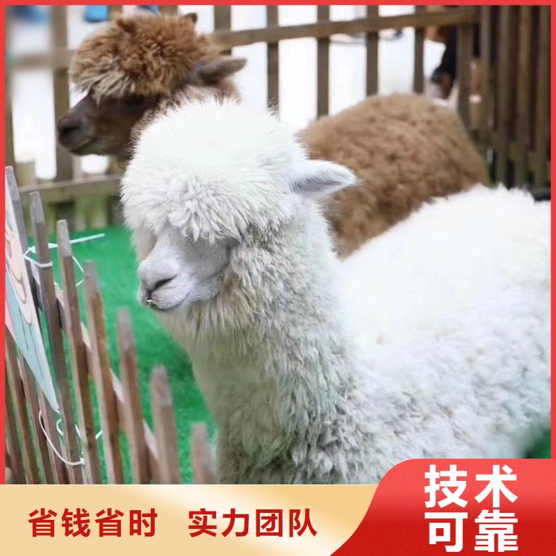 马戏团/羊驼鹦鹉表演租赁放心之选