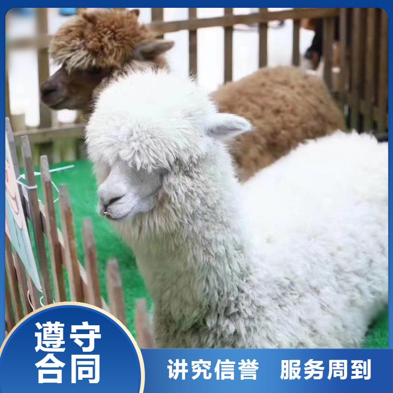 馬戲團/羊駝動物雜技表演租賃價格美麗