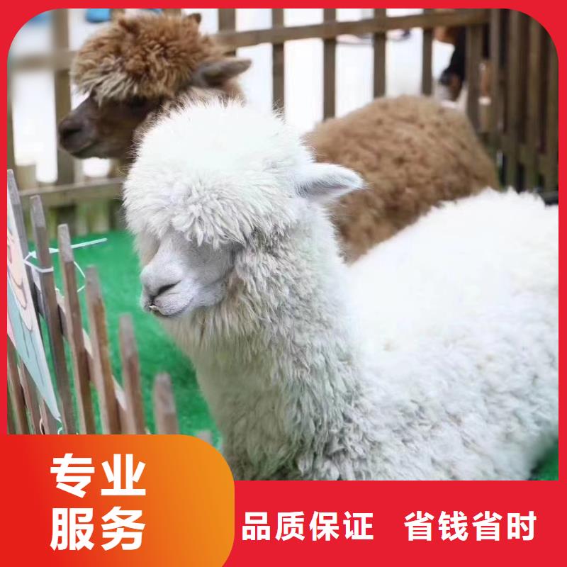 馬戲團(tuán)/羊駝_馬戲團(tuán)表演出租租賃售后保障