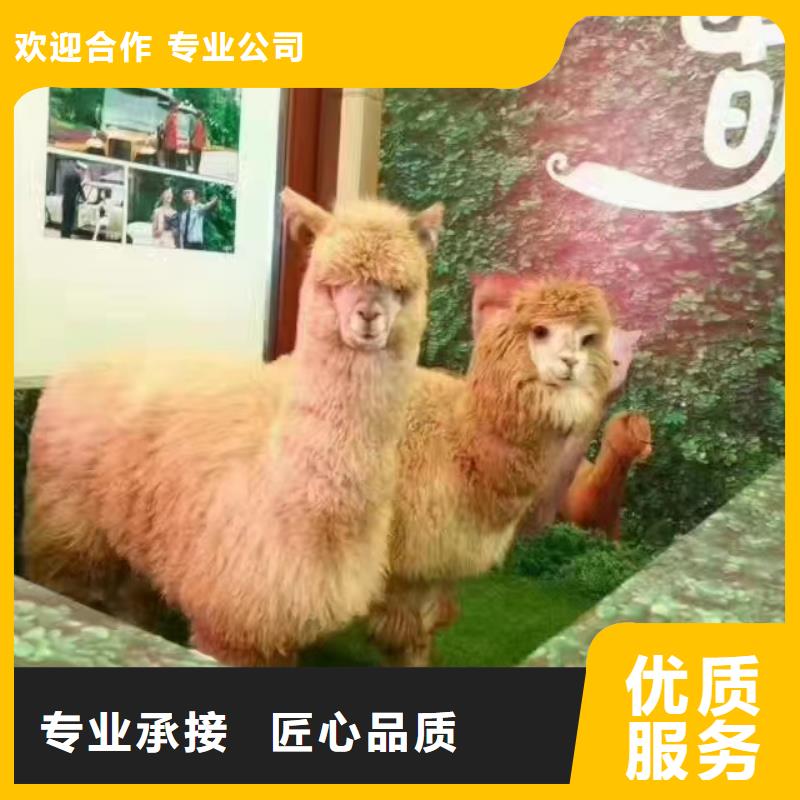 马戏团/羊驼出租马戏团表演有实力