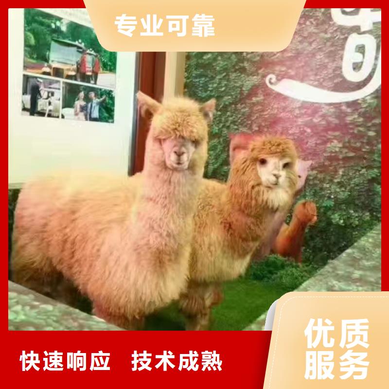 马戏团/羊驼 动物表演实力公司