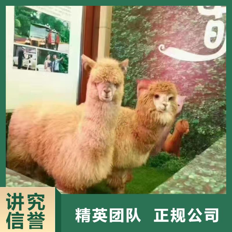 【馬戲團(tuán)/羊駝】企鵝租賃誠信經(jīng)營