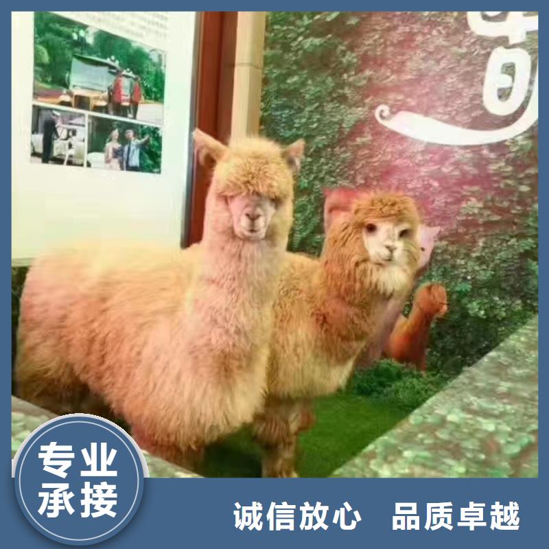 马戏团/羊驼,【出租企鹅表演】解决方案