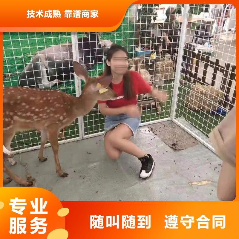 马戏团/羊驼_小马戏表演出租经验丰富