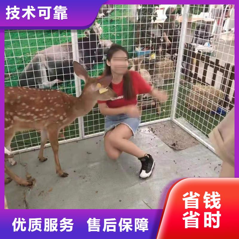 马戏团/羊驼海洋展租赁质量保证