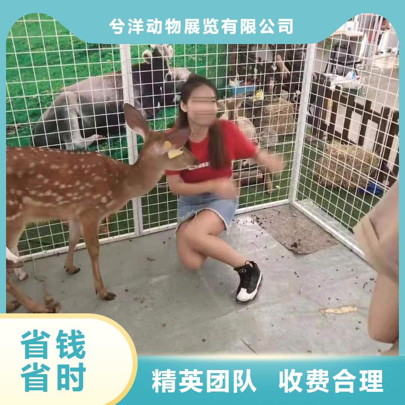 【馬戲團/羊駝】馬戲團表演講究信譽