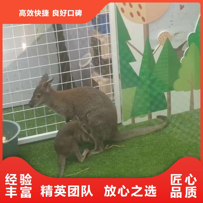 【馬戲團(tuán)/羊駝】海獅表演出租一站式服務(wù)