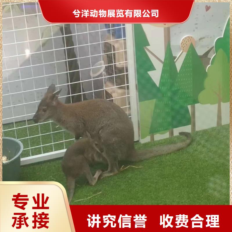 馬戲團(tuán)/羊駝【海獅表演出租】誠信