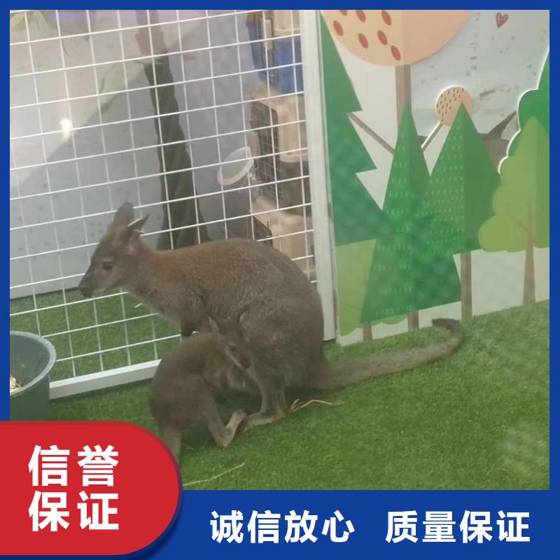 馬戲團(tuán)/羊駝企鵝租賃實(shí)力商家