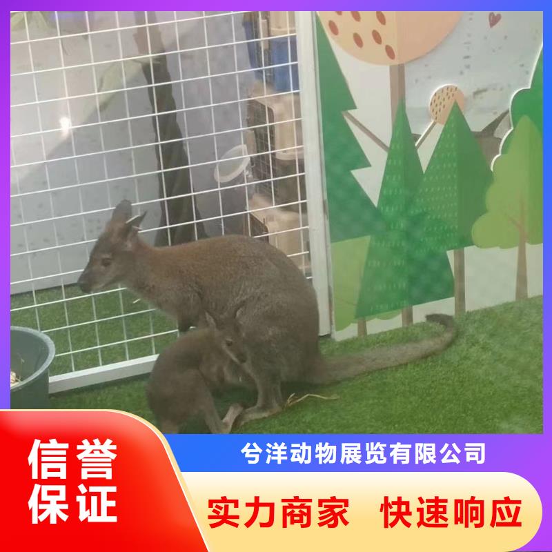馬戲團(tuán)/羊駝美人魚(yú)表演品質(zhì)卓越