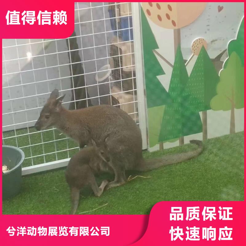 马戏团/羊驼 鹦鹉表演出租专业公司
