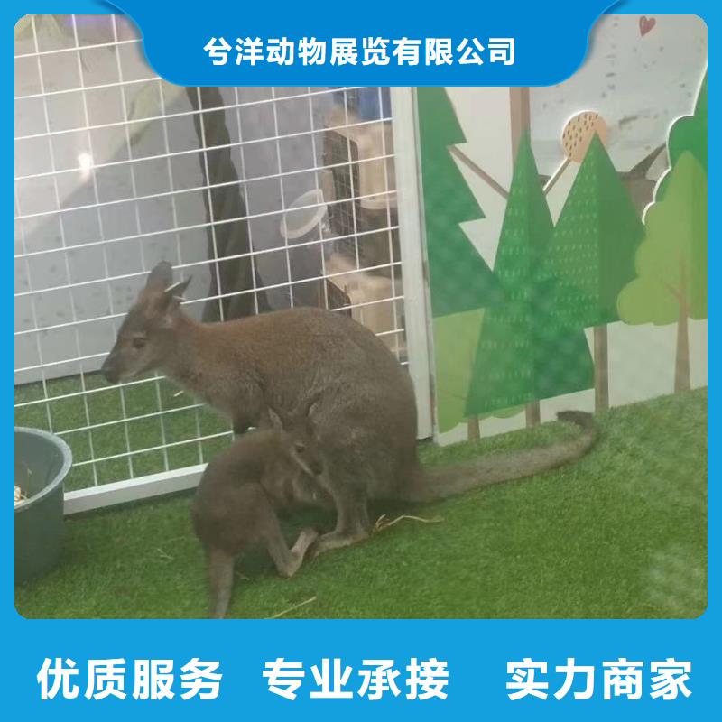 馬戲團/羊駝_小馬戲出租質(zhì)量保證
