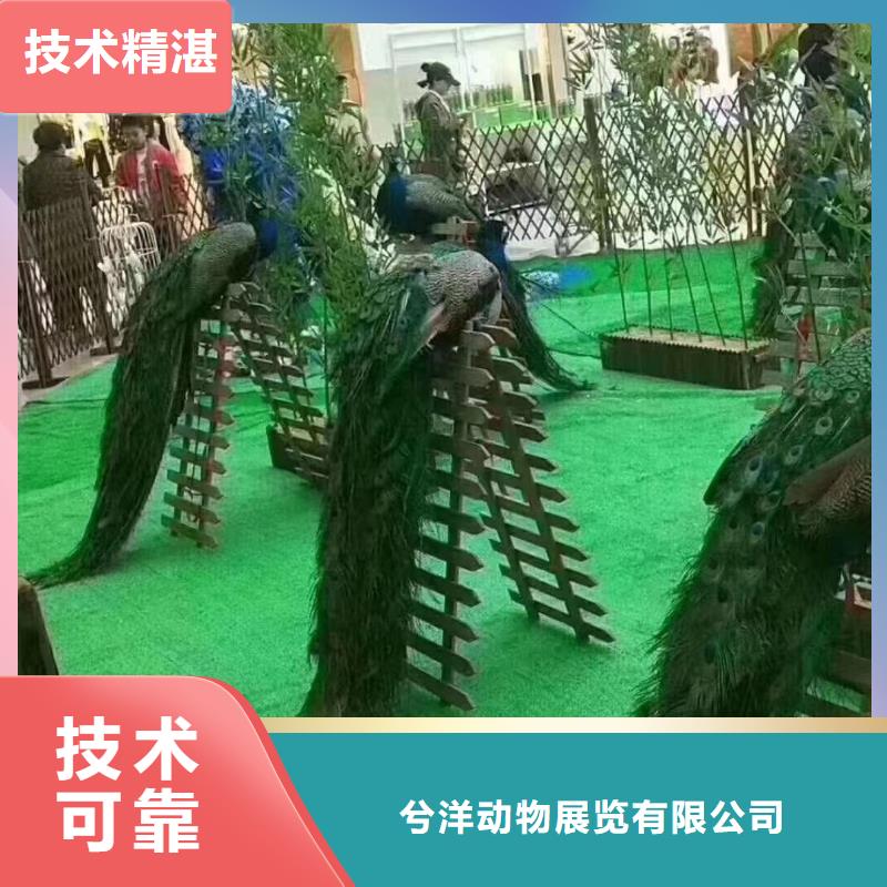 馬戲團(tuán)/羊駝吉祥百鳥(niǎo)展好評(píng)度高