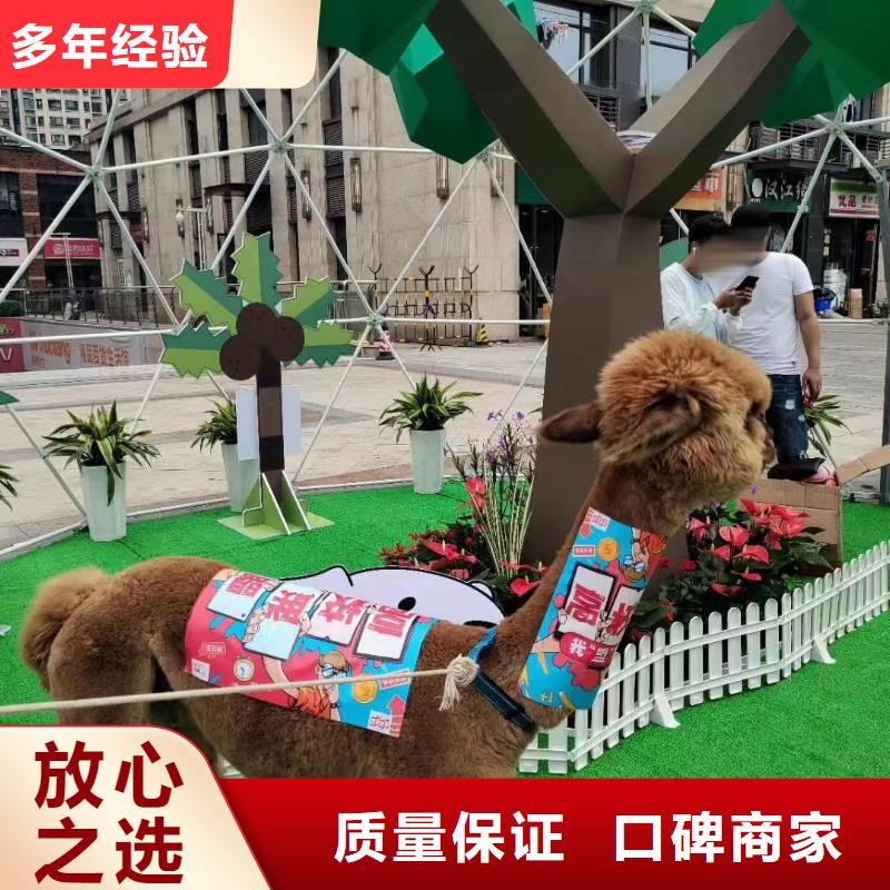 馬戲團(tuán)/羊駝房地產(chǎn)開(kāi)盤(pán)慶典多年行業(yè)經(jīng)驗(yàn)