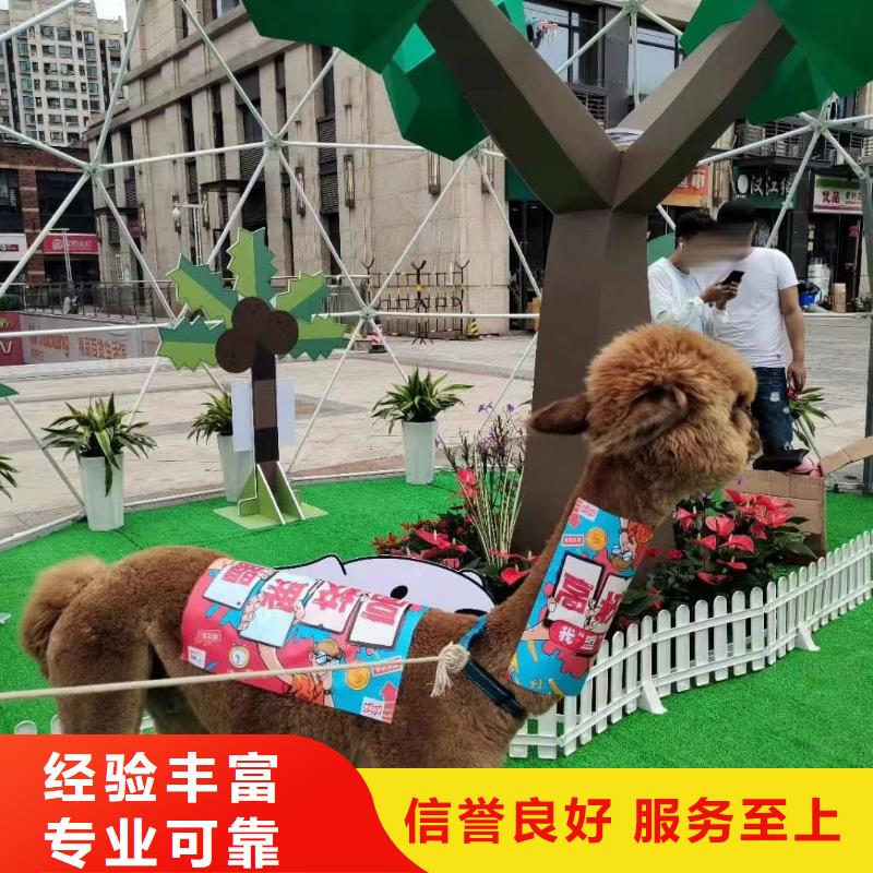 【馬戲團/羊駝】【企鵝表演】專業(yè)可靠