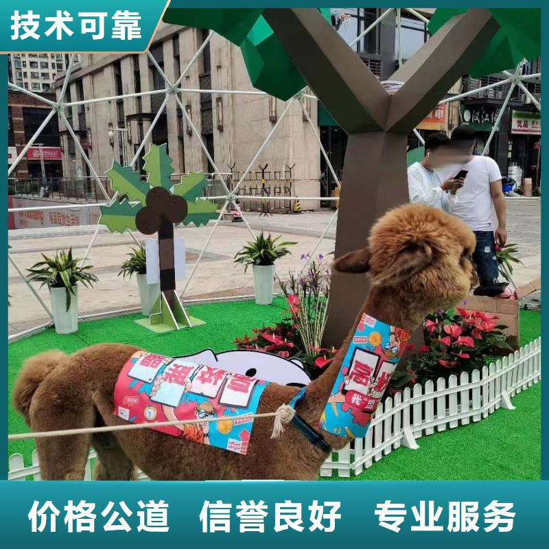馬戲團(tuán)/羊駝_羊駝表演快速