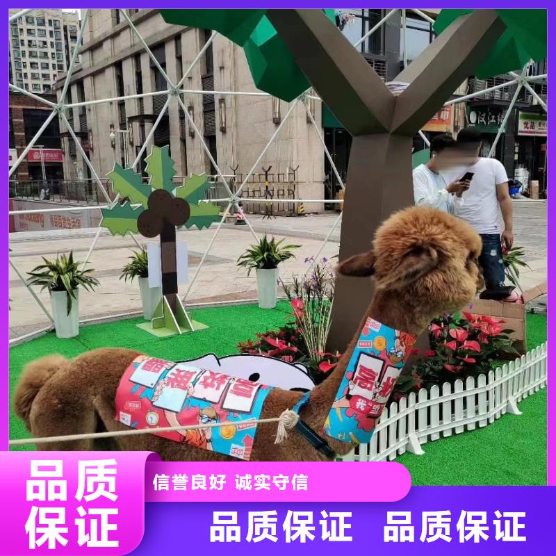 馬戲團(tuán)/羊駝 馬戲團(tuán)出租 高性價比