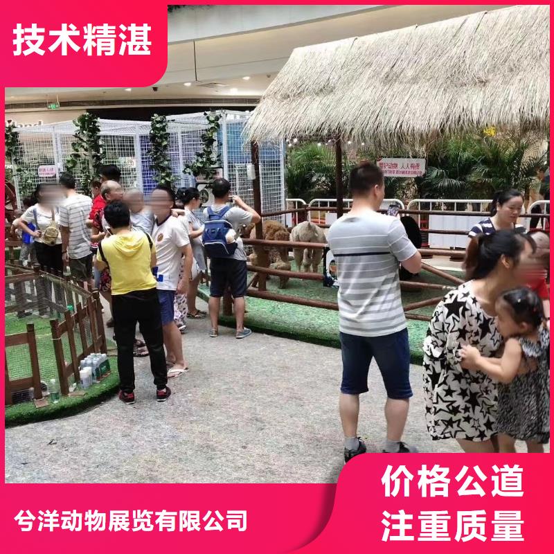 馬戲團(tuán)/羊駝 企鵝租賃信譽(yù)保證