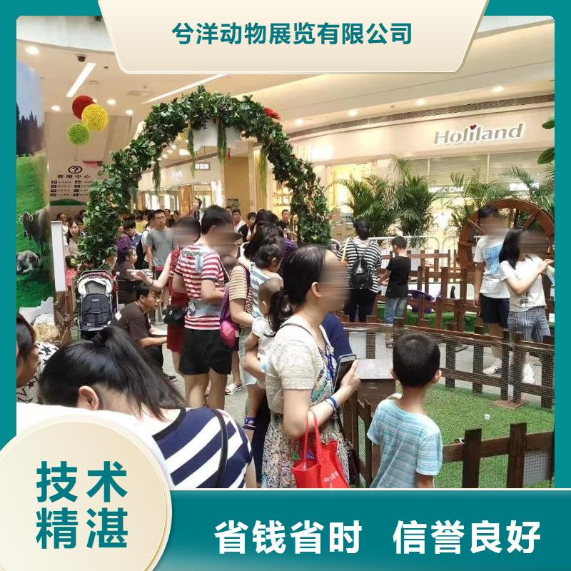 馬戲團/羊駝,景區(qū)雜技表演技術(shù)成熟