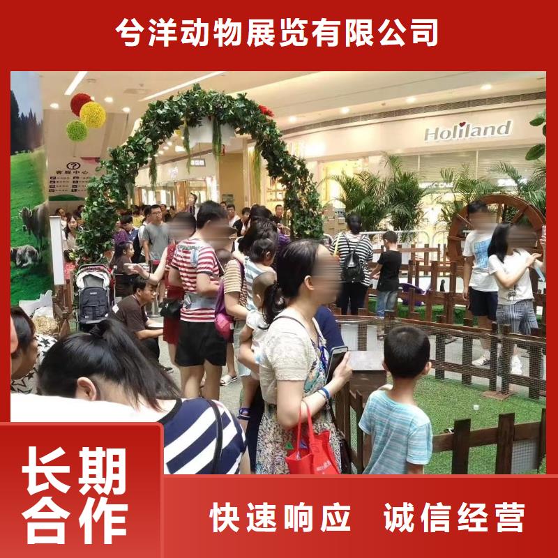 馬戲團(tuán)/羊駝雜技表演租賃服務(wù)優(yōu)質(zhì)服務(wù)