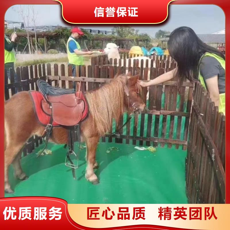 马戏团/羊驼海洋展租赁专业