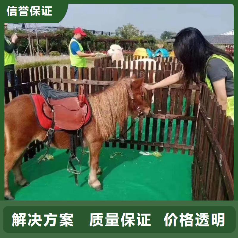 馬戲團(tuán)/羊駝 美人魚表演值得信賴