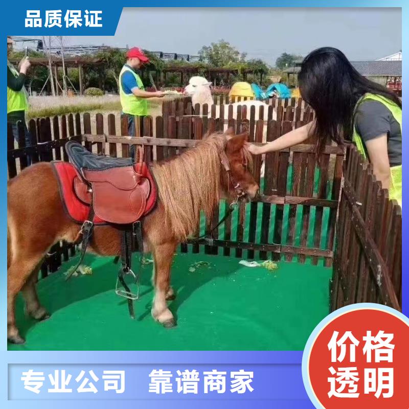馬戲團/羊駝出租表演海獅正規(guī)
