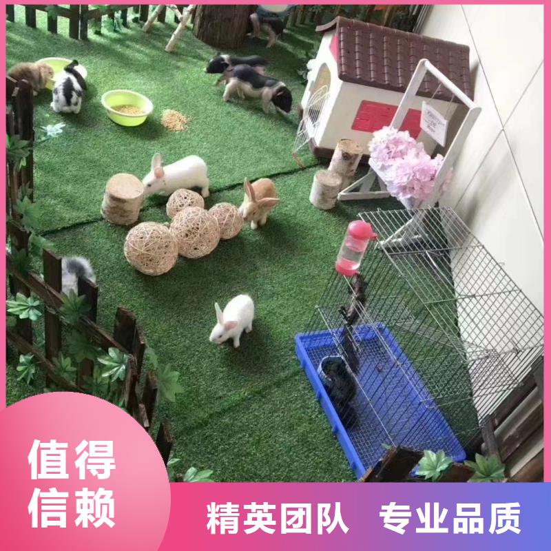 馬戲團(tuán)/羊駝 馬戲團(tuán)出租 高性價比
