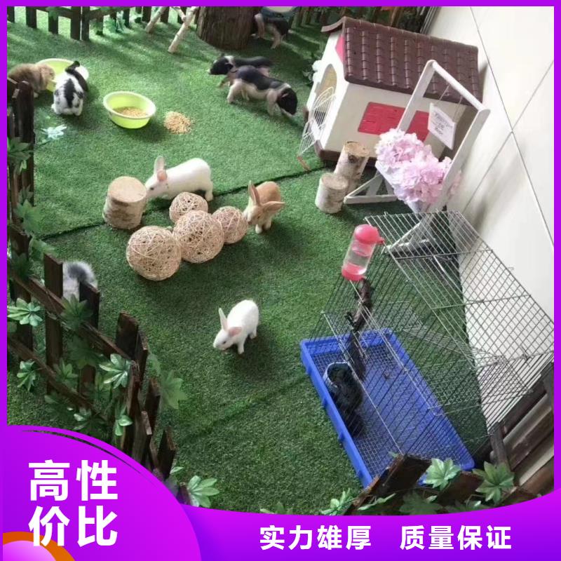 【馬戲團/羊駝 死輪表演口碑公司】