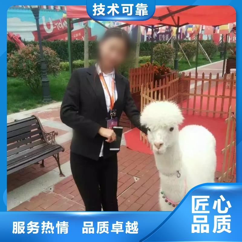 马戏团/羊驼小香猪宠物出租实力团队