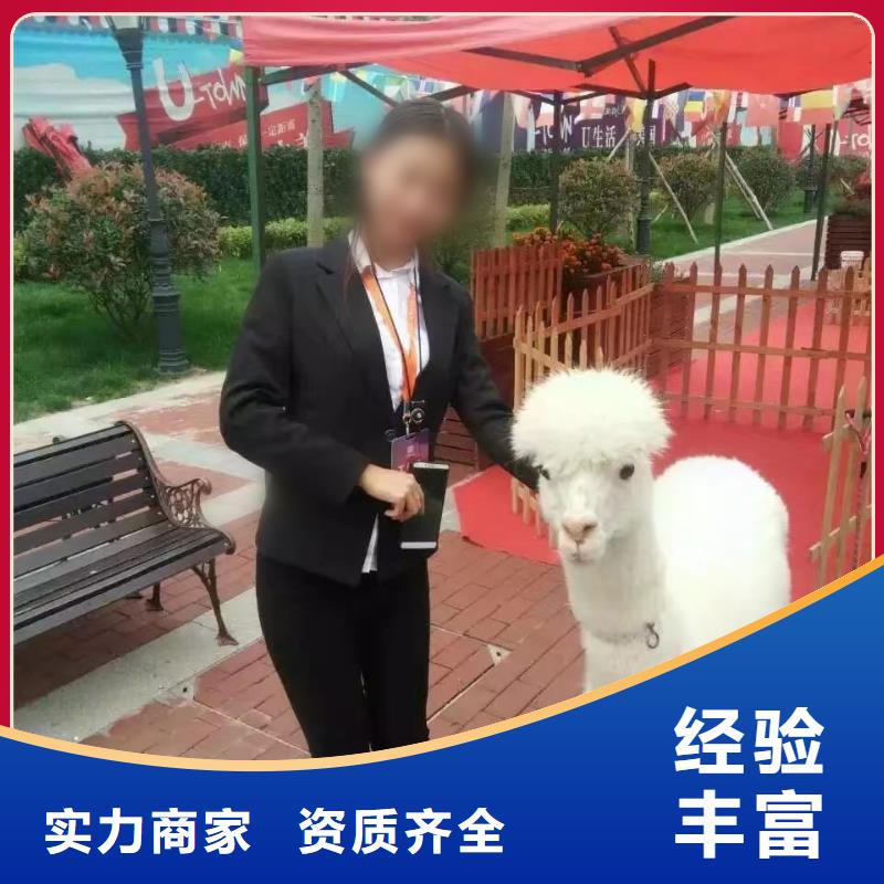 馬戲團/羊駝,景區(qū)雜技表演技術(shù)成熟