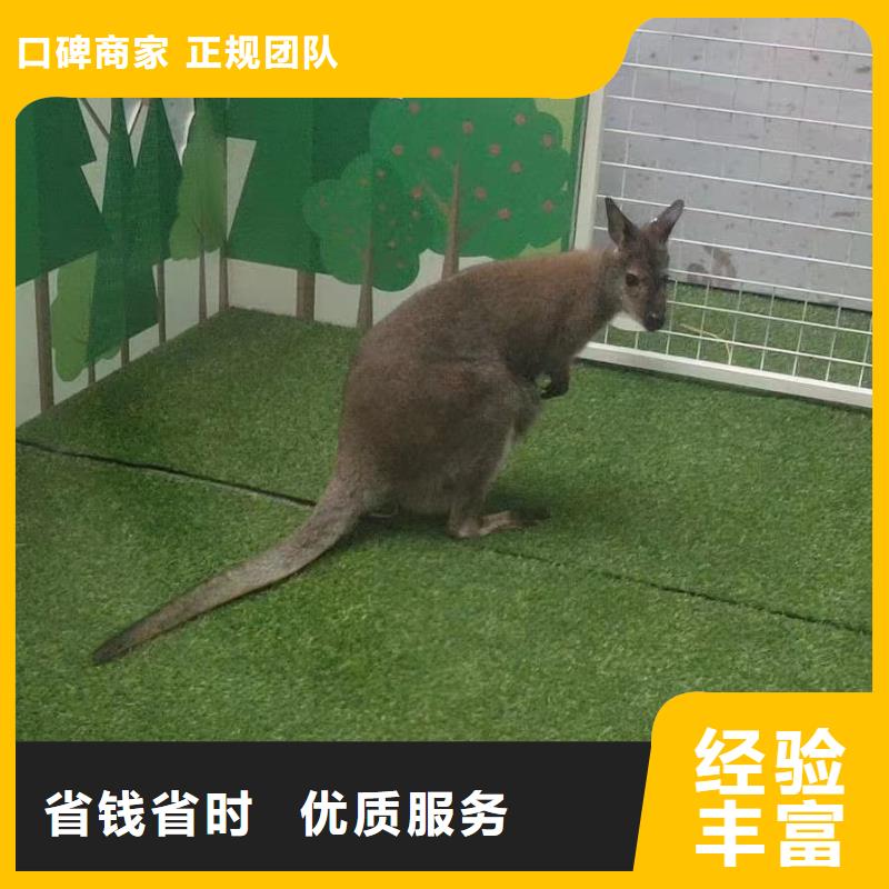 馬戲團(tuán)/羊駝_羊駝出租信譽(yù)保證