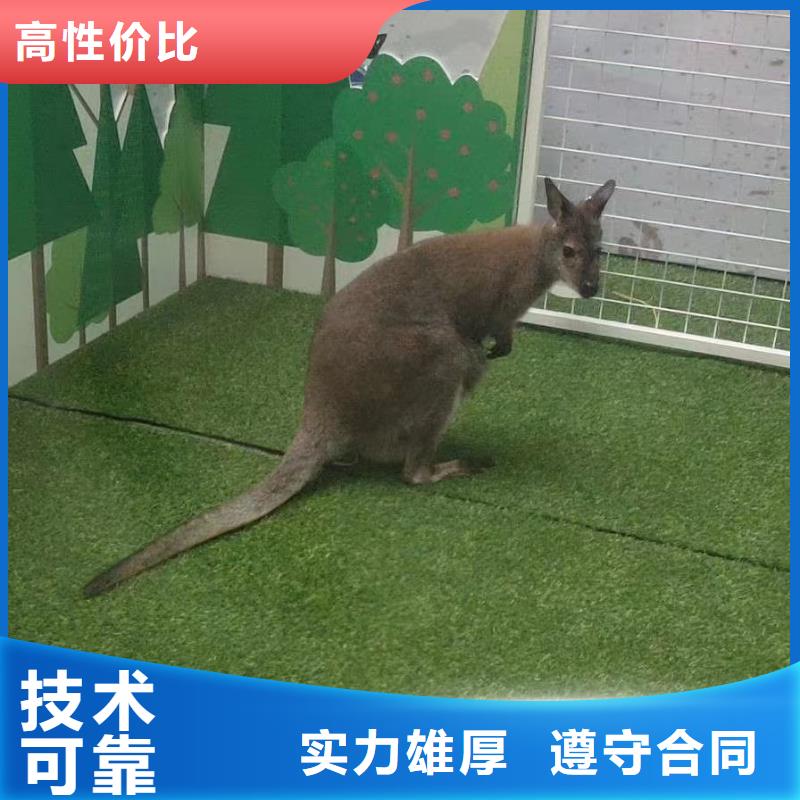 马戏团/羊驼 出租羊驼良好口碑