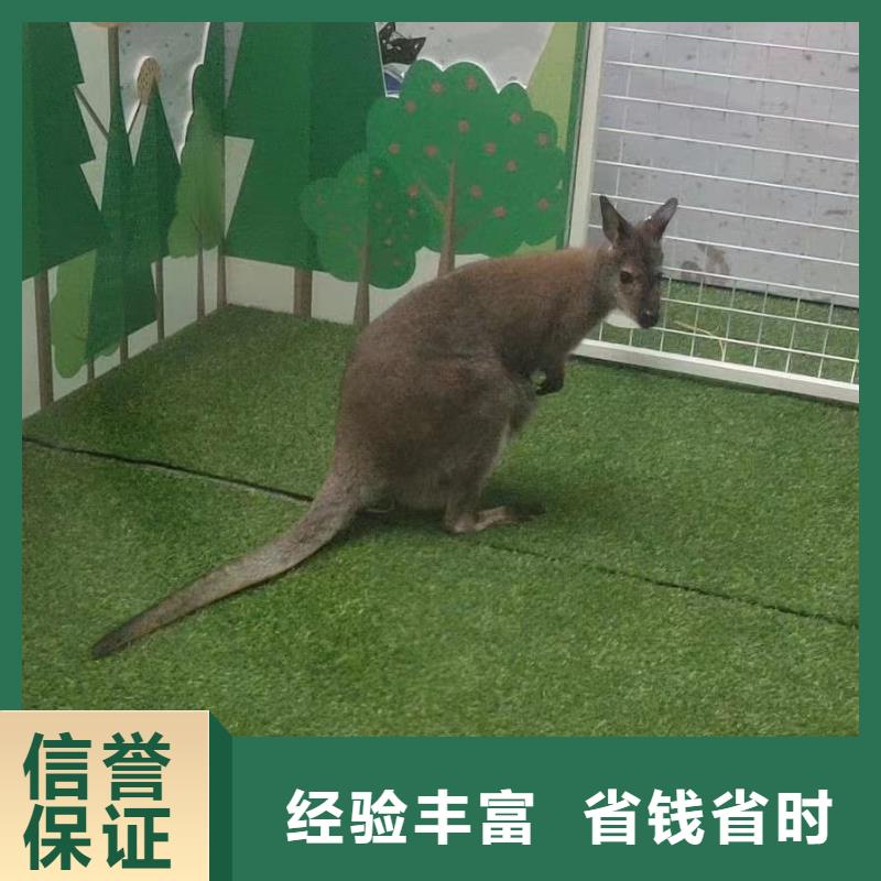 馬戲團/羊駝【馬戲團表演出租租賃】解決方案
