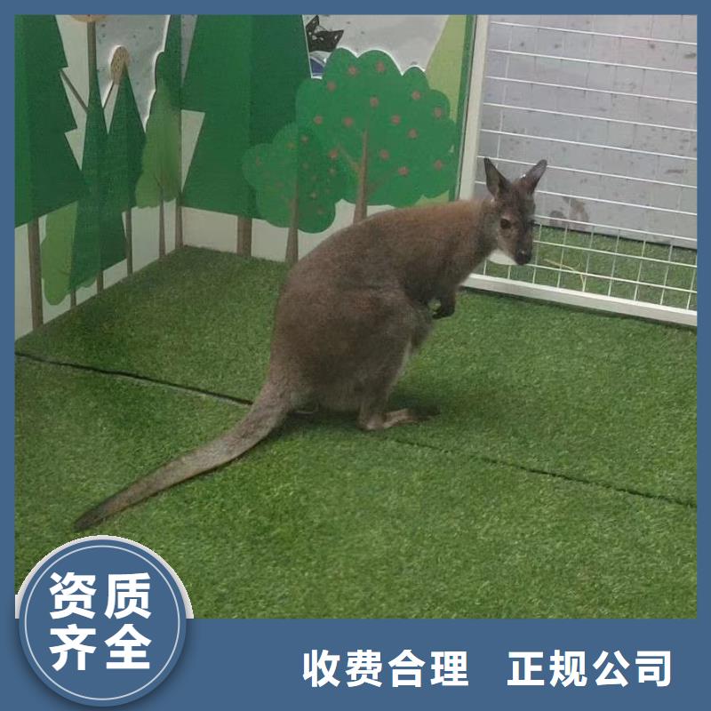 马戏团/羊驼马戏团表演出租齐全