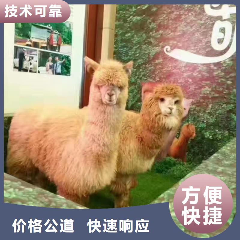 馬戲團(tuán)/羊駝-馬戲團(tuán)表演多年經(jīng)驗(yàn)