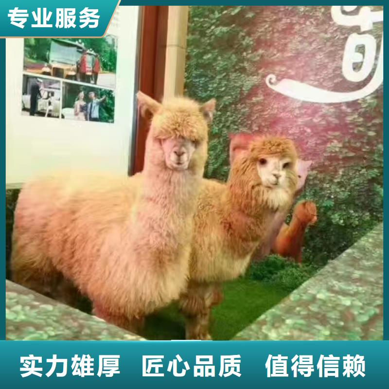 【馬戲團(tuán)/羊駝】,美人魚(yú)表演品質(zhì)保證