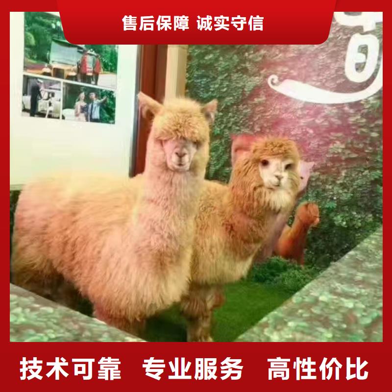 马戏团/羊驼,【出租企鹅表演】解决方案