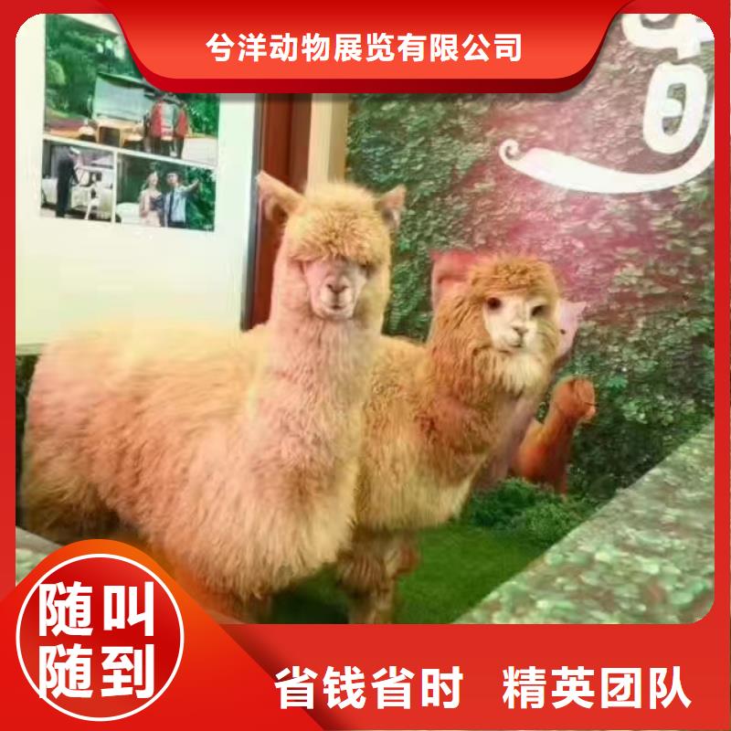 馬戲團/羊駝動物表演口碑公司
