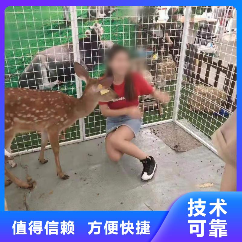馬戲團/羊駝動物展覽秀技術(shù)成熟