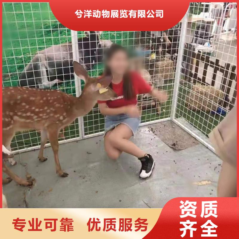 馬戲團(tuán)/羊駝小馬戲出租正規(guī)